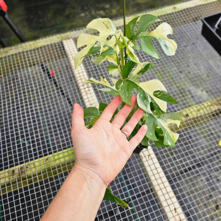 Rhaphidophora Tetrasperma Albo, Exact Plant Variegated Ships Nationwide