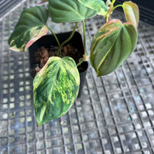 Load image into Gallery viewer, Philodendron Hederaceum Micans Aurea, Exact Plant Variegated Ships Nationwide
