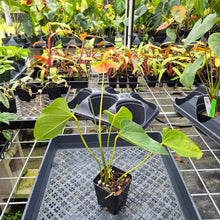 Load image into Gallery viewer, Anthurium Speckled Butterfly Shibori AFF, Exact Plant Variegated Ship Nationwide

