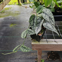 Load image into Gallery viewer, Scindapsus Silver Lady, Exact Plant Ships Nationwide
