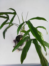 Load image into Gallery viewer, Philodendron Holtonianum, Exact Plant X-Large
