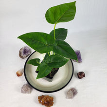 Load image into Gallery viewer, Anthurium Decipiens 4&quot; pot,, Fedex 2 day*
