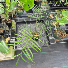 Load image into Gallery viewer, Philodendron Tortum exact plant, Fedex 2day*
