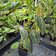 Load image into Gallery viewer, Philodendron Melanochrysum, Exact Plant Ships Nationwide

