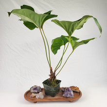 Load image into Gallery viewer, Anthurium Brownii, Exact Plant Large
