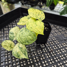 Load image into Gallery viewer, Scindapsus Jade Satin Marble Queen Variegated exact plant, Fedex 2day*
