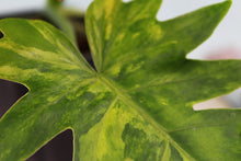 Load image into Gallery viewer, Variegated Philodendron Radiatum Exact Plant Ships nationwide
