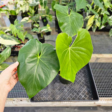 Load image into Gallery viewer, Anthurium Faustomirandae, Faustino&#39;S Giant, Exact Plant Ships Nationwide
