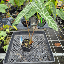Load image into Gallery viewer, Alocasia Longiloba Lowii, Exact Plant Ships Nationwide
