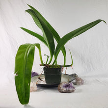 Load image into Gallery viewer, Philodendron Crassinervium, Exact Plant
