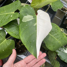 Load image into Gallery viewer, Philodendron White Princess Variegated exact plant, Fedex 2day*
