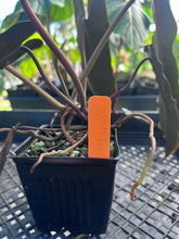 Load image into Gallery viewer, Philodendron Atabapoense Dark Form, Exact Plant Ships Nationwide
