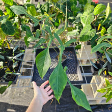 Load image into Gallery viewer, Philodendron Joepii, Exact Plant Ships Nationwide
