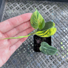 Load image into Gallery viewer, Philodendron Hederaceum Micans Aurea, Exact Plant Variegated Ships Nationwide
