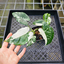 Load image into Gallery viewer, Alocasia Odora, Okinawa Silver, Exact Plant Variegated Multi top
