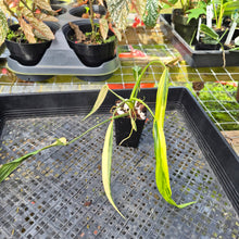 Load image into Gallery viewer, Philodendron Holtonianum Variegated, Exact Plant Ships Nationwide
