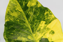 Load image into Gallery viewer, Variegated Alocasia Gageana Aurea, Exact Plant
