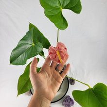 Load image into Gallery viewer, Anthurium Shibori, Exact Plant Variegated
