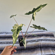 Load image into Gallery viewer, Alocasia sarian Albo, Exact Plant Ships Nationwide.
