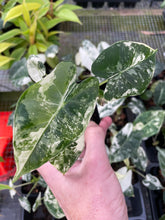 Load image into Gallery viewer, Alocasia Frydek Variegated 2.5" pot, Fedex 2day*
