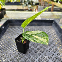 Load image into Gallery viewer, Monstera Peru &quot;Karstenianum&quot;, Exact Plant Variegated Ships Nationwide

