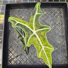 Load image into Gallery viewer, Alocasia sanderiana 'Nobilis' Aurea, Exact Plant Ships Nationwide
