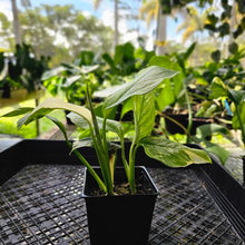 Load image into Gallery viewer, Monstera Lechleriana, Exact Plant Variegated 2 plant pot Ships Nationwide
