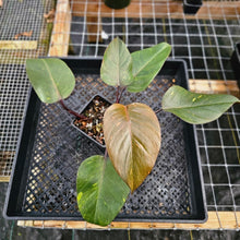 Load image into Gallery viewer, Philodendron Orange Princess, Exact Plant Variegated Ships Nationwide
