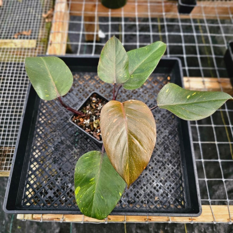 Philodendron Orange Princess, Exact Plant Variegated Ships Nationwide