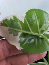 Load image into Gallery viewer, Alocasia Odora, Okinawa Silver, Exact Plant Variegated
