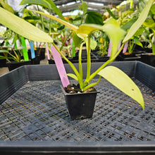 Load image into Gallery viewer, Philodendron Whipple Way, Exact Plant Variegated Ships Nationwide
