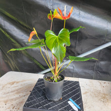 Load image into Gallery viewer, Anthurium Tropic Sunrise Bicolor Obake, Exact Plant Variegated Ships Nationwide
