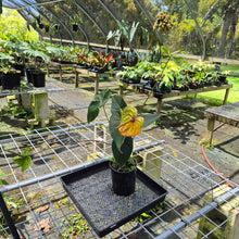 Load image into Gallery viewer, Anthurium Midori Green, Exact Plant
