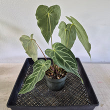 Load image into Gallery viewer, Anthurium Magnificum X Red Crystalinum exact plant, Fedex 2day*
