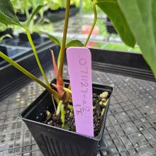Load image into Gallery viewer, Anthurium Papillilaminum Fort Sherman X Ralph Lynam, Exact Plant Ships Nationwide

