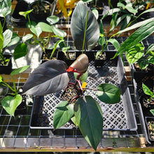 Load image into Gallery viewer, Philodendron Royal Queen, Exact Plant Ships Nationwide
