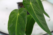 Load image into Gallery viewer, Anthurium Angamarcanum Exact Plant
