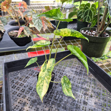 Load image into Gallery viewer, Alocasia Macrorrhiza Schock Treatment, Exact Plant Variegated Ships Nationwide
