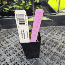 Load image into Gallery viewer, Anthurium doc block red crystallinum, Exact Plant Ships Nationwide
