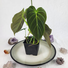 Load image into Gallery viewer, Philodendron Splendid, Exact Plant Ships Nationwide
