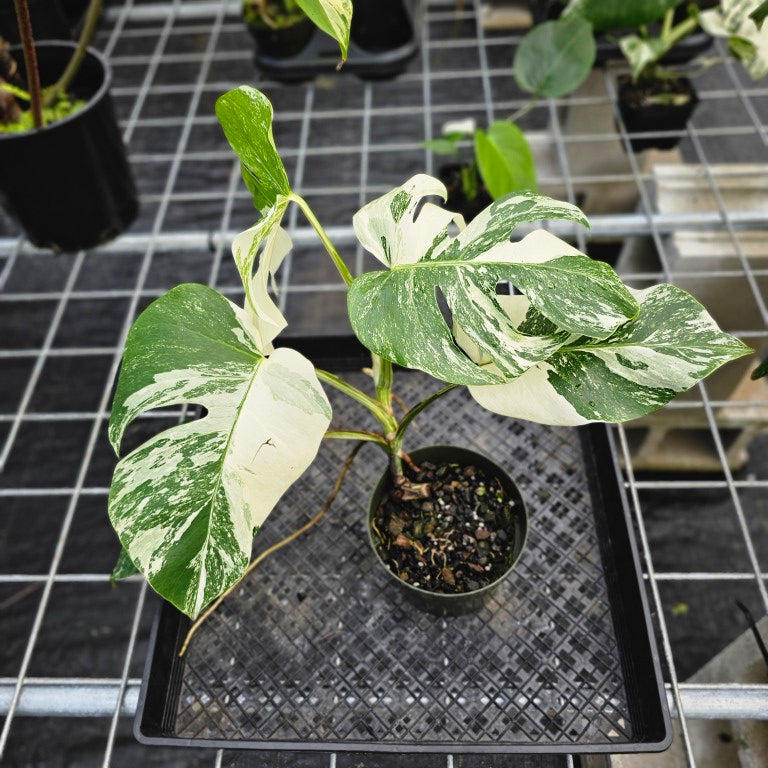 Monstera Borsigiana Albo Deliciosa, Exact Plant Variegated Ships Nationwide