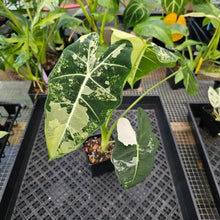 Load image into Gallery viewer, Alocasia Frydek, Exact Plant Variegated Ships Nationwide
