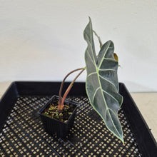 Load image into Gallery viewer, Alocasia 'Suhirmaniana' Black Satun Pink Bone exact plant, Fedex 2day*
