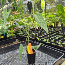 Load image into Gallery viewer, Anthurium Sp. Limon, Exact Plant Ships Nationwide
