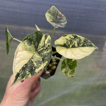 Load image into Gallery viewer, Alocasia Dragon Scale Albo Variegated exact plant, Fedex 2day*
