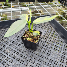 Load image into Gallery viewer, Philodendron Hastatum Silver Sword Variegated exact plant, Fedex 2day*
