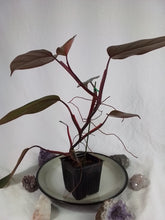 Load image into Gallery viewer, Philodendron Dark Lord, Exact Plant Ships Nationwide
