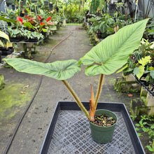 Load image into Gallery viewer, Philodendron Serpens exact plant, Fedex 2day*
