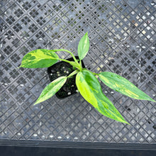 Load image into Gallery viewer, Philodendron Domesticum, Variegated , Fedex 2 day*
