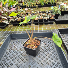 Load image into Gallery viewer, Alocasia Stingray aurea variegated exact plant, Fedex 2day*
